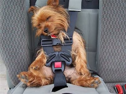 dog-in-car-seat-belt